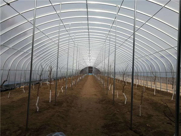 單棟鋼管大棚 單棟鋼管大棚